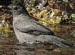 Grey Catbird