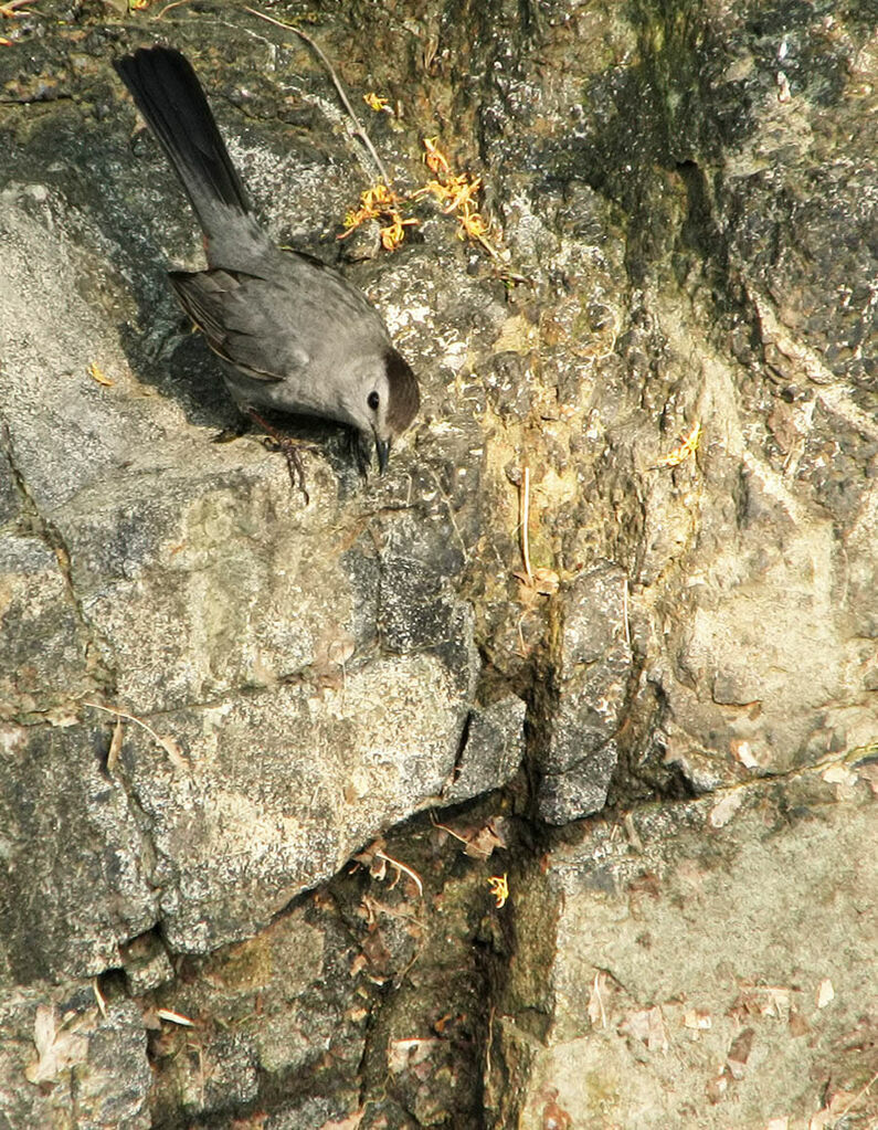 Grey Catbird