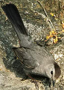 Grey Catbird