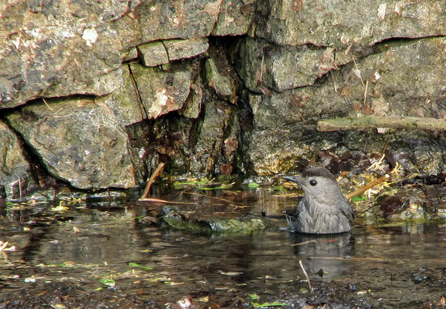 Grey Catbird