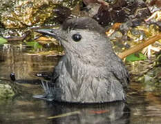 Grey Catbird