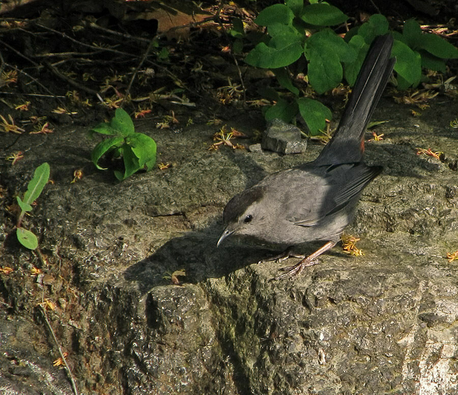 Grey Catbird