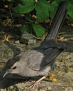 Grey Catbird