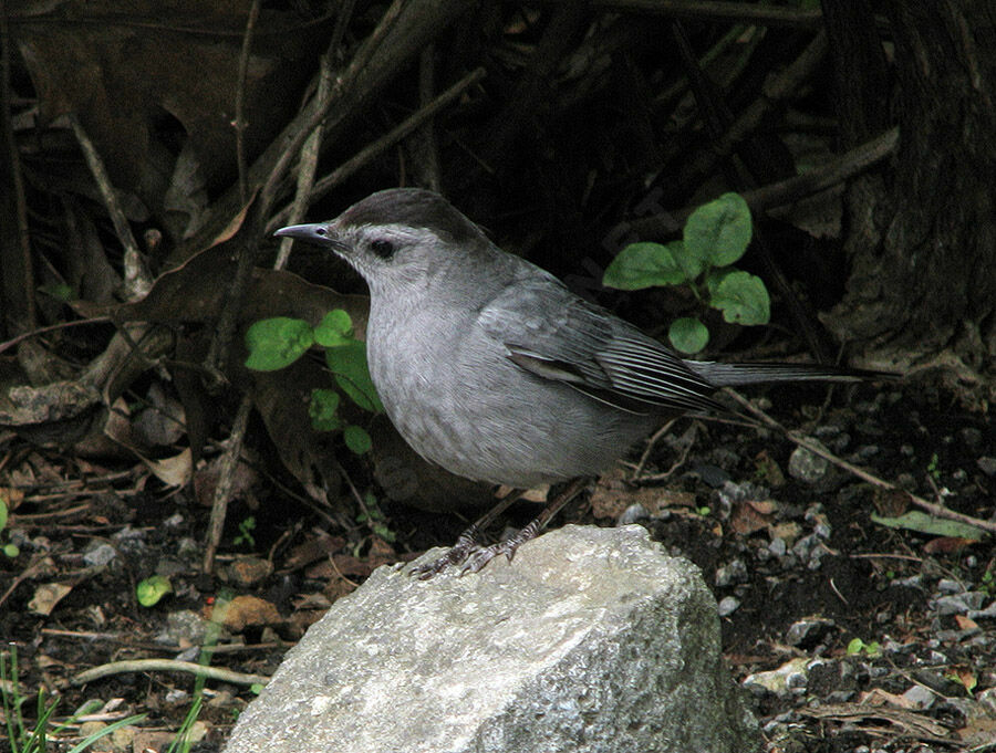 Grey Catbird