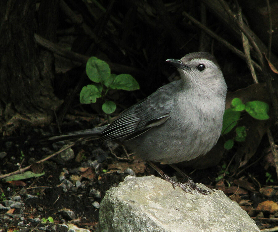 Grey Catbird