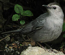 Grey Catbird