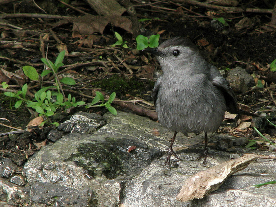 Grey Catbird