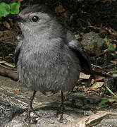 Grey Catbird