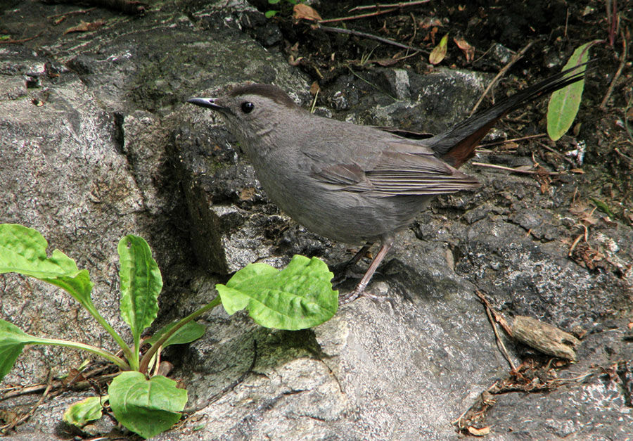 Grey Catbird