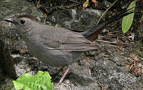 Grey Catbird