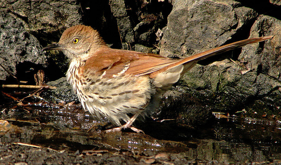 Brown Thrasher