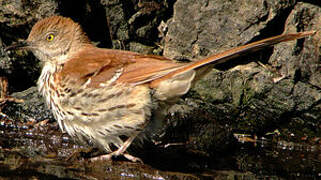 Brown Thrasher