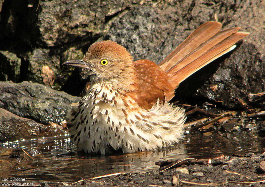 Brown Thrasheradult, care, pigmentation