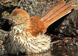 Brown Thrasher