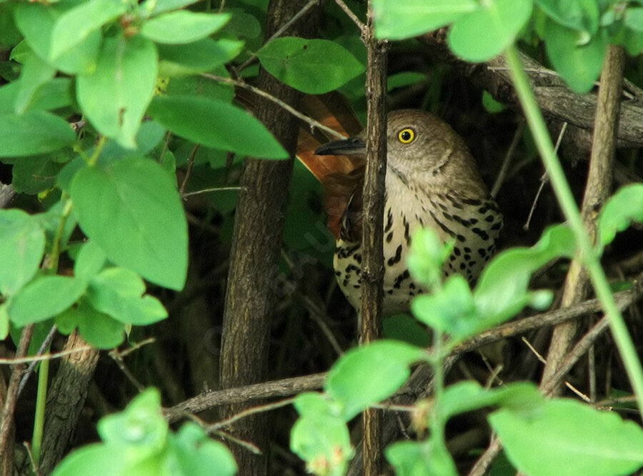 Brown Thrasher