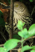 Brown Thrasher