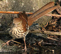 Brown Thrasher