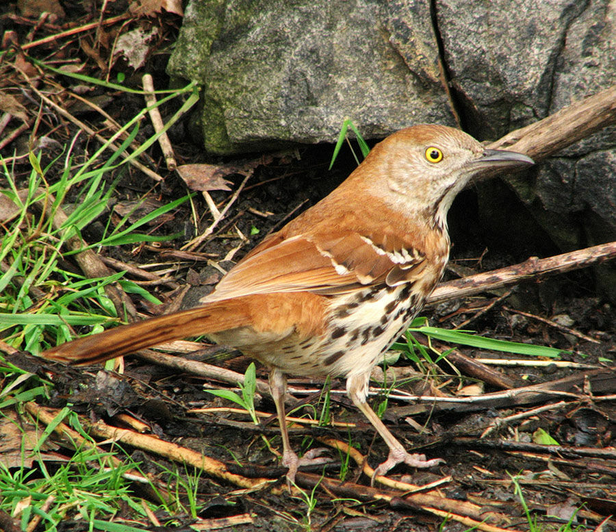 Brown Thrasher