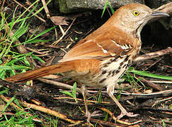 Brown Thrasher