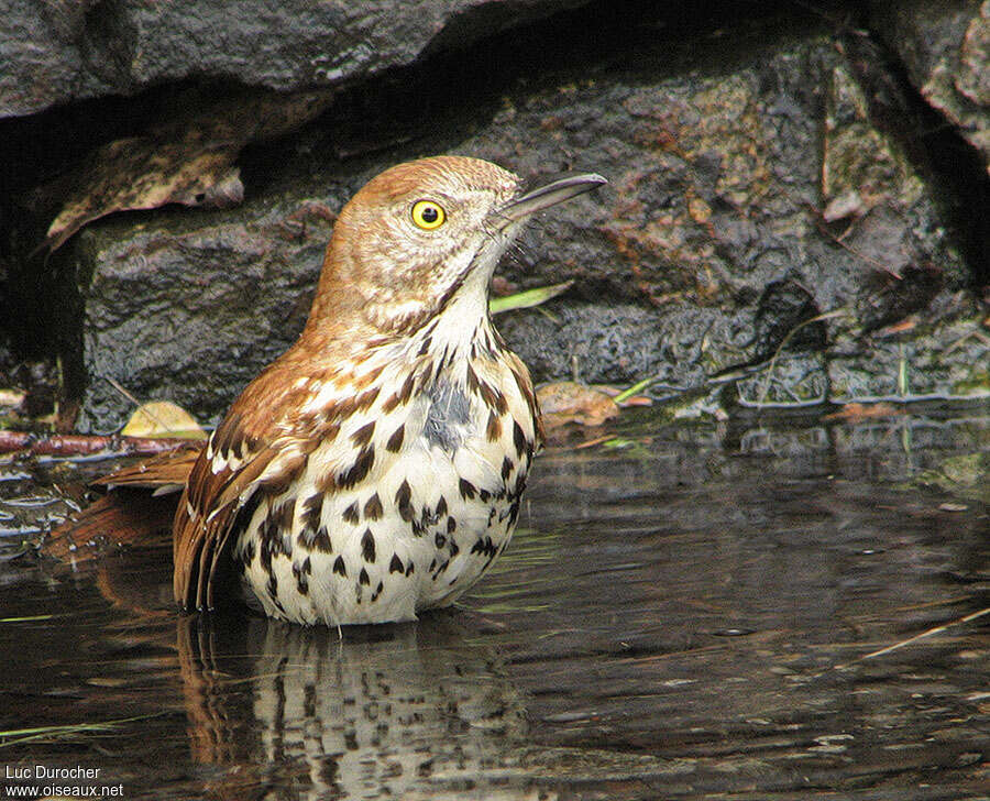 Brown Thrasheradult