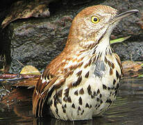 Brown Thrasher