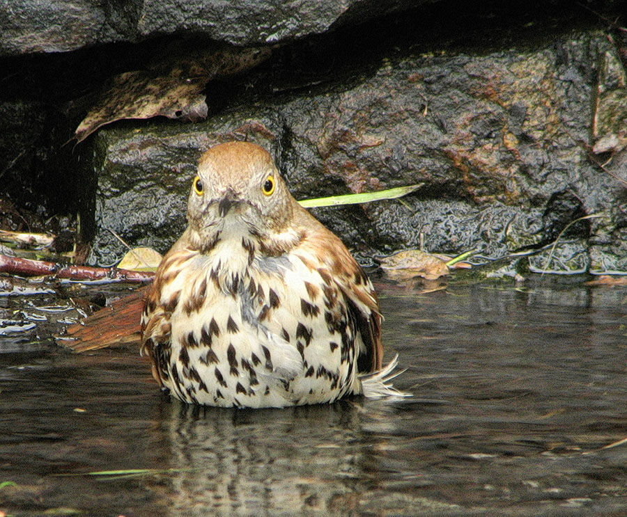 Brown Thrasher