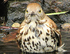 Brown Thrasher