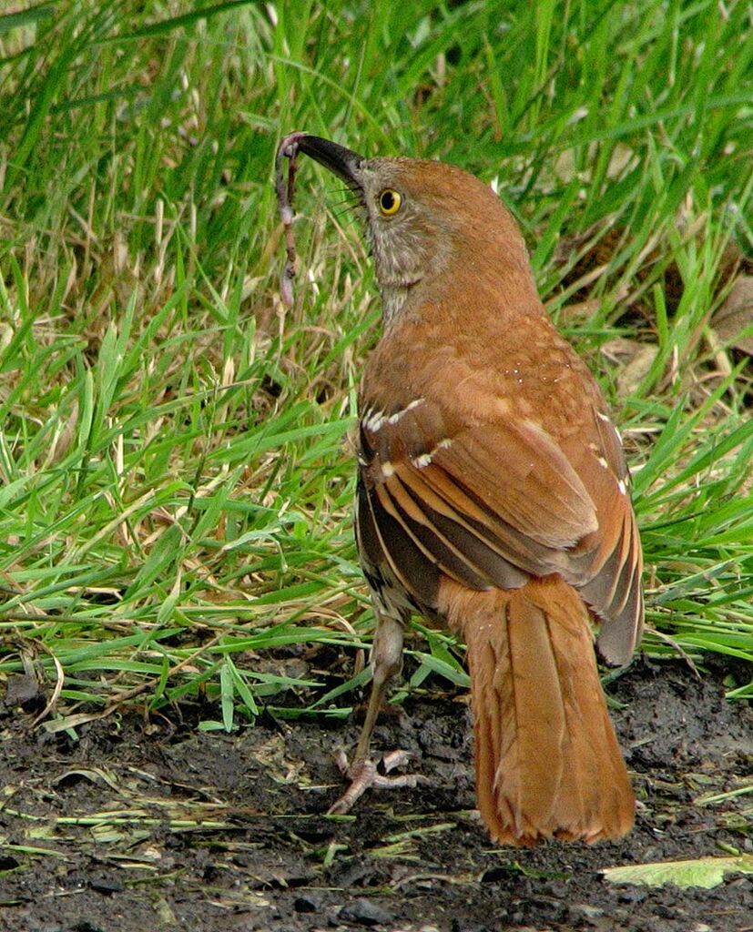 Brown Thrasher