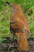 Brown Thrasher