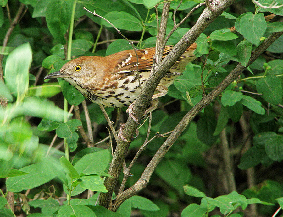 Brown Thrasher