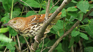 Brown Thrasher