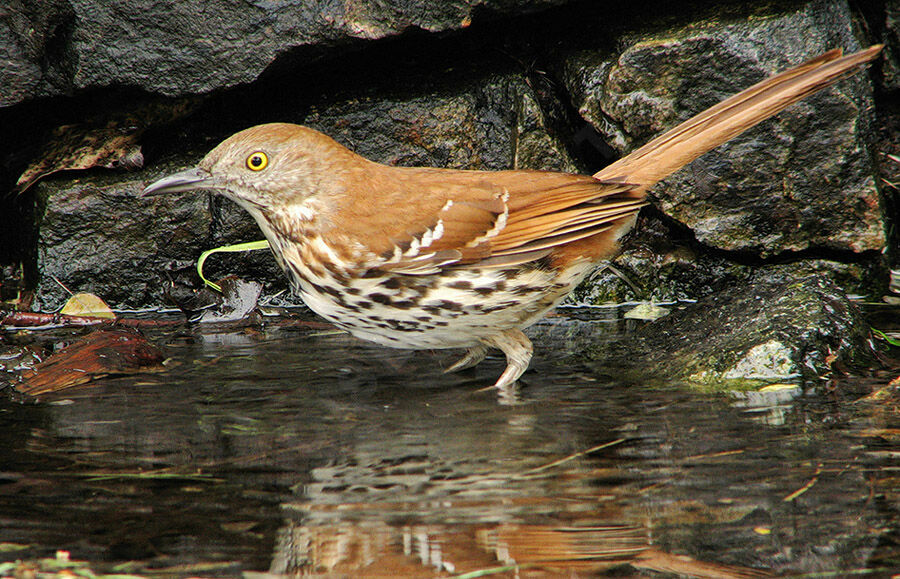 Brown Thrasher