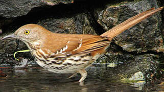 Brown Thrasher