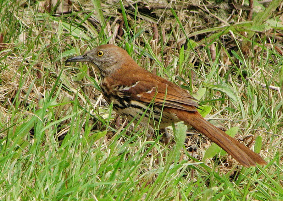 Brown Thrasher