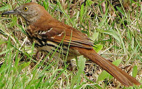 Brown Thrasher