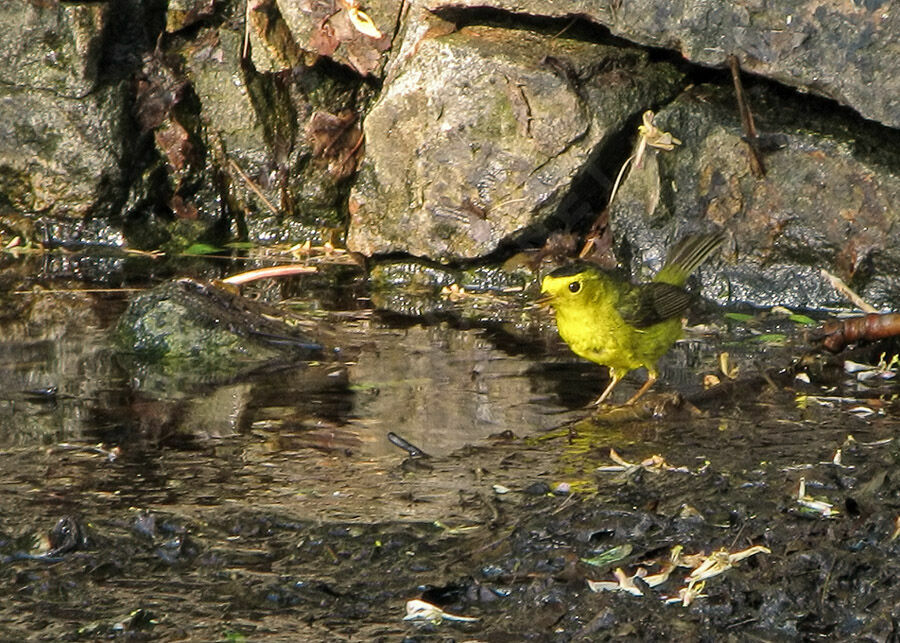 Wilson's Warbler