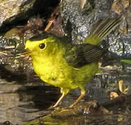 Wilson's Warbler