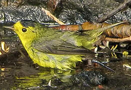 Wilson's Warbler