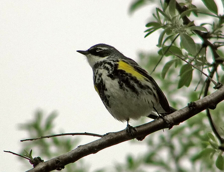 Myrtle Warbler