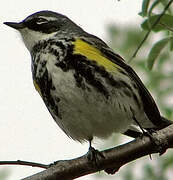 Myrtle Warbler