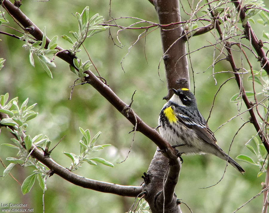 Myrtle Warbler male adult, identification