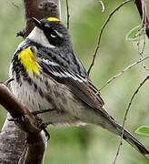 Myrtle Warbler