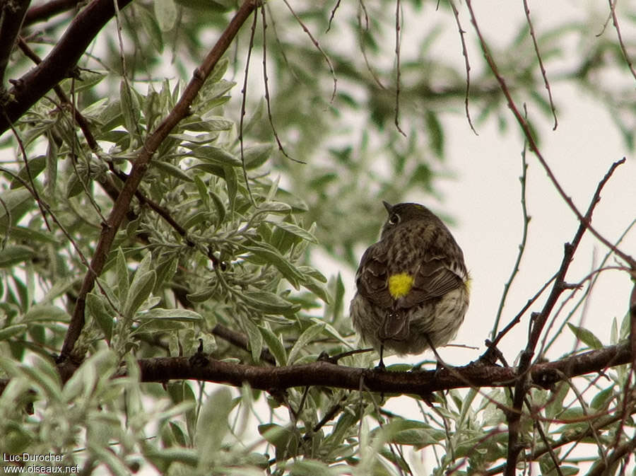 Myrtle Warbler female adult, habitat, pigmentation