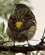 Myrtle Warbler