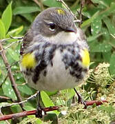 Myrtle Warbler