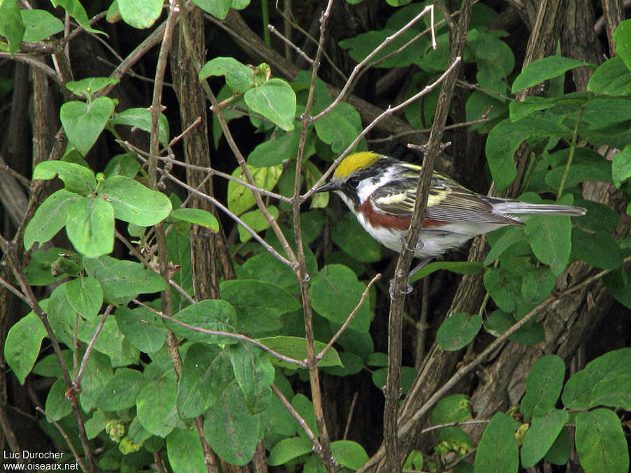 Chestnut-sided Warbler male adult, habitat, pigmentation