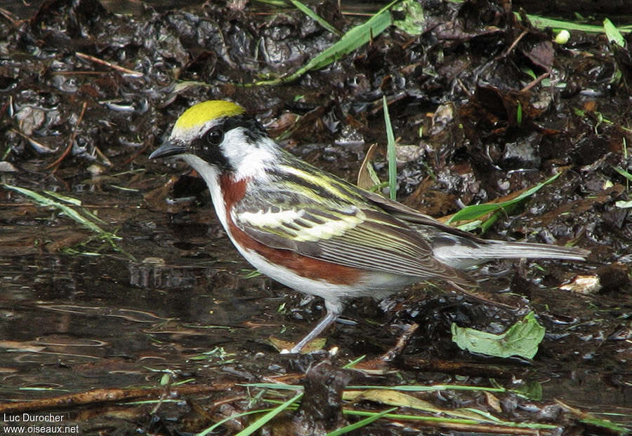 Chestnut-sided Warbler