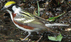 Chestnut-sided Warbler