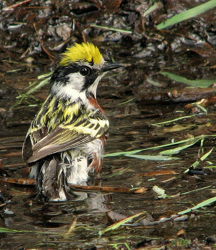 Chestnut-sided Warbler