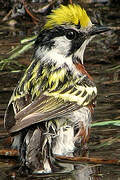 Chestnut-sided Warbler